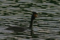 grebe_huppe_48