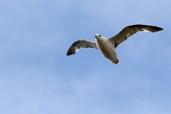 Fulmar boréal Fjords du Nord-Ouest - Falaises de Latrabjarg