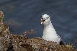 Fulmar boréal Péninsule de Tröllaskagi