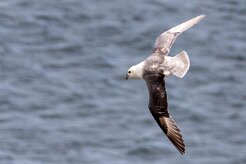Fulmar boréal Péninsule de Tröllaskagi