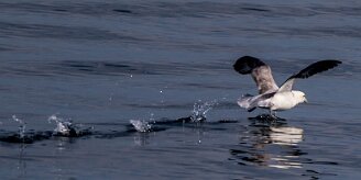 Fulmar boréal En route pour l'île de Grimsey