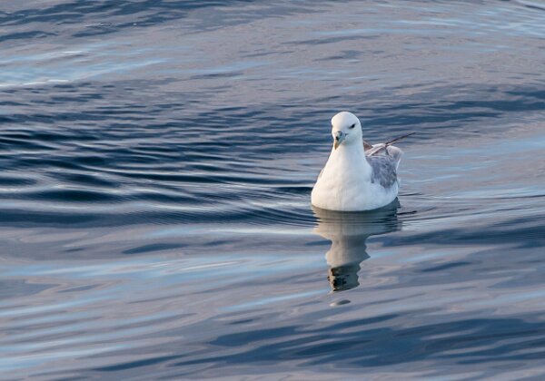 Fulmar boréal