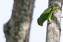 Amazona frentialba (Amazone à front blanc) Selva Negra - Nicaragua