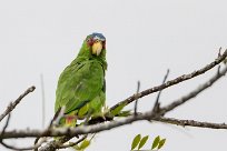 Amazona frentialba (Amazone à front blanc) Tarcoles - Costa Rica