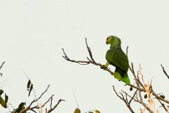 Amazona frentirroja (Amazone à lores rouges)_231204_5666-2 null