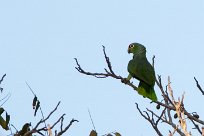 Amazona frentirroja (Amazone à lores rouges) Costa Rica