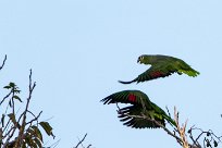 Amazona frentirroja (Amazone à lores rouges) Costa Rica