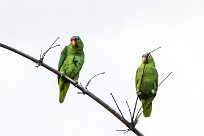 Amazona frentirroja (Amazone à lores rouges) Costa Rica