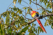 Guacamayo macao (Ara rouge) Golfo Dulce - Costa Rica