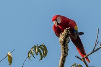 Guacamayo macao (Ara rouge) Golfo Dulce - Costa Rica