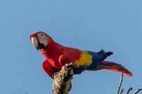 Guacamayo macao (Ara rouge) Golfo Dulce - Costa Rica