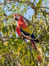 Guacamayo macao (Ara rouge) Golfo Dulce - Costa Rica