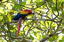 Guacamayo macao (Ara rouge) Golfo Dulce - Costa Rica