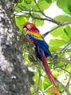 Guacamayo macao (Ara rouge) Golfo Dulce - Costa Rica