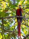 Guacamayo macao (Ara rouge) Golfo Dulce - Costa Rica