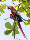 Guacamayo macao (Ara rouge) Golfo Dulce - Costa Rica