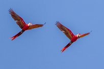 Guacamayo macao (Ara rouge) Golfo Dulce - Costa Rica