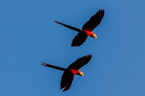 Guacamayo macao (Ara rouge) Matapalo - Costa Rica