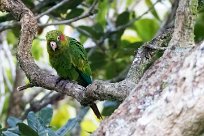 Cotorra catana (Conure de Hoffmann) Chirripo - Costa Rica