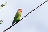 Rosyfaced lovebird (Inséparable rosegorge) Rosyfaced lovebird (Inséparable rosegorge)