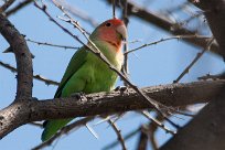 Rosyfaced lovebird (Inséparable rosegorge) Waterberg