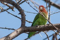 Rosyfaced lovebird (Inséparable rosegorge) Waterberg