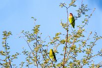 Rosy-faced lovebird (Inséparable rosegorge) Waterberg - Namibie