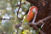 Rosy-faced lovebird (Inséparable rosegorge) Waterberg - Namibie