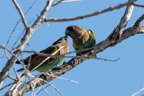 Meyer's Parrot (Perroquet de Meyer) Savuti_Marsh