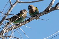 Meyer's Parrot (Perroquet de Meyer) Savuti_Marsh