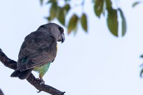 Meyer's Parrot (Perroquet de Meyer) Meyer's Parrot (Perroquet de Meyer)