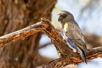 Rüppell's Parrot (Perroquet de Rüppell) Namibie - Waterberg