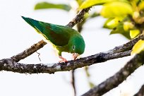 Catita churica (Toui à menton d'or) Golfo Dulce - Costa Rica