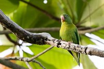 Catita churica (Toui à menton d'or) Matapalo - Costa Rica