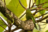 Catita churica (Toui à menton d'or) Matapalo - Costa Rica