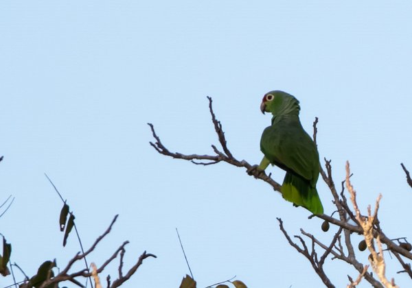 Amazone à lores rouges