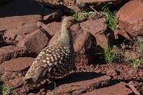 Namaqua sandgrouse (Ganga namaqua) Grootberg