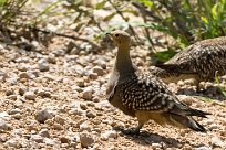 namaqua sandgrouse (Ganga namaqua) Etosha