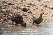 namaqua sandgrouse (Ganga namaqua) Etosha