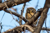 Pearl-spotted Owlet (Chevêchette perlée) Namibie - Waterberg