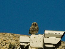 cheveche_d_athena_04-2 null