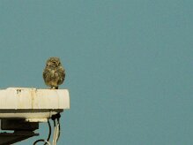 cheveche_d_athena_05-2 null