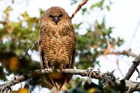 Pel's Fishing Owl (Chouette-pêcheuse de Pel) Chief Island