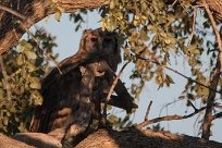 Verreaux's eagle-owl (Grand-duc de Verreaux) Etosha