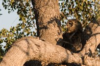 Verreaux's eagle-owl (Grand-duc de Verreaux) Etosha