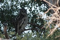 Verreaux's eagle-owl (Grand-duc de Verreaux) Etosha