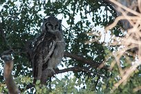 Verreaux's eagle-owl (Grand-duc de Verreaux) Etosha