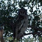 Verreaux's eagle-owl (Grand-duc de Verreaux) Etosha