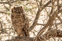 Verreaux's Eagle-Owl (Grand-duc de Verreaux) Verreaux's Eagle-Owl (Grand-duc de Verreaux)