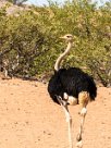 Autruche Twyfelfontein et Huad River - Damaraland - Namibie